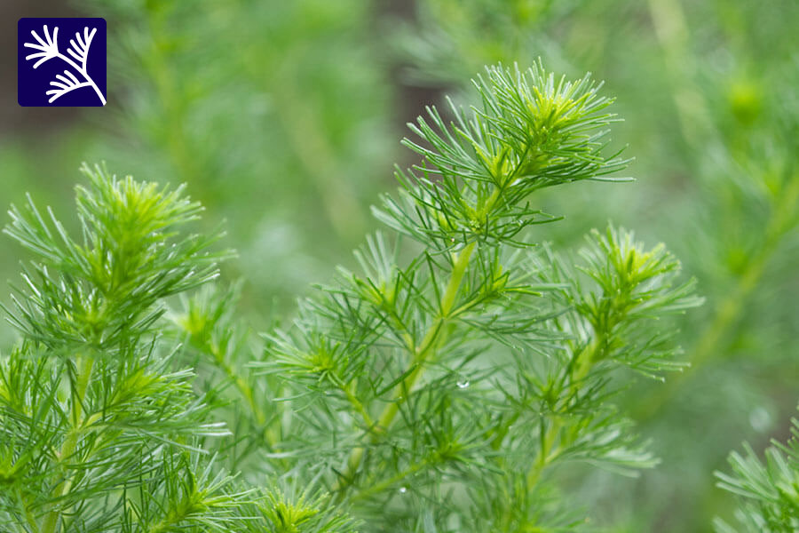 シカと並ぶ鎮静植物カワラヨモギエキス配合